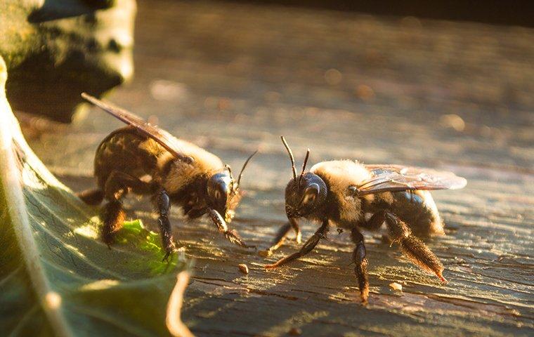 carpenter bees on a wooden fence