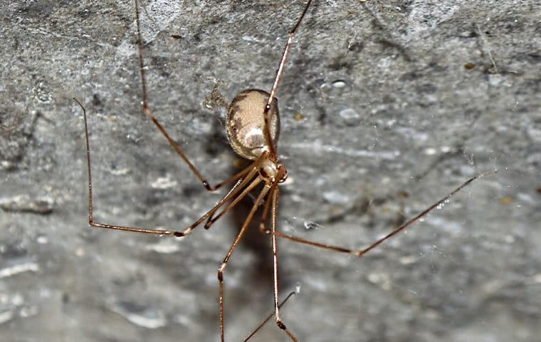 cellar spider hanging from a web