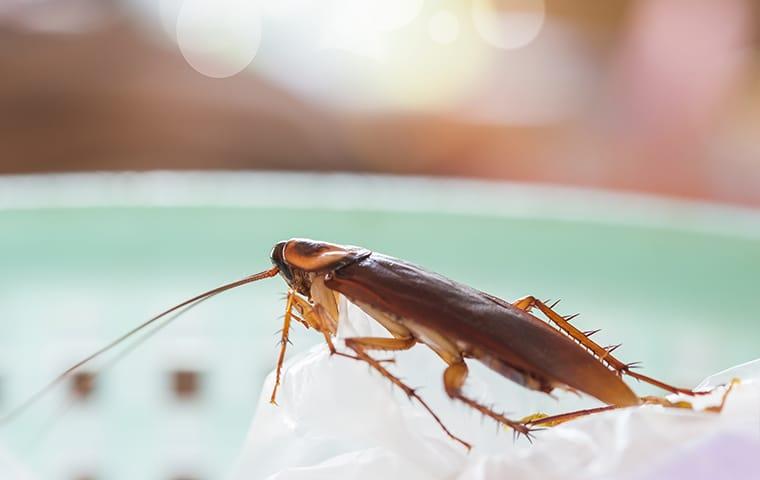 a cockroach crawlong along the edge of a platter in a dixon kitchen