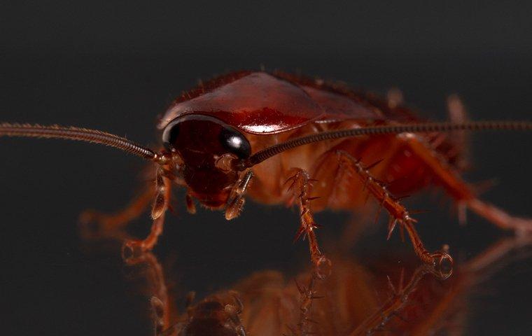 cockroach on glass