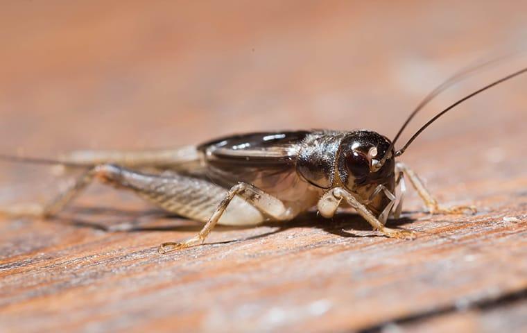 a cricket crawling across the wooden floor of a dixon illinois porch