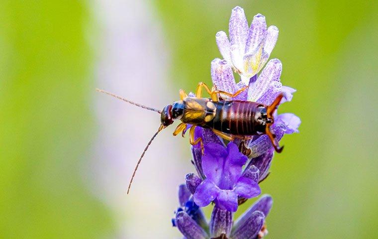 earwig on a purple flower