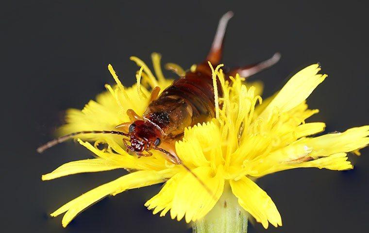 earwig on yellow flower