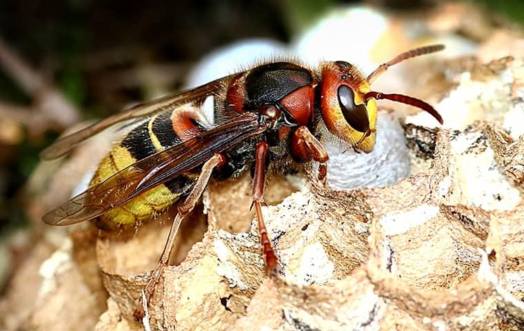 a hornet on his nest resting in the breezeway of an illinois porch