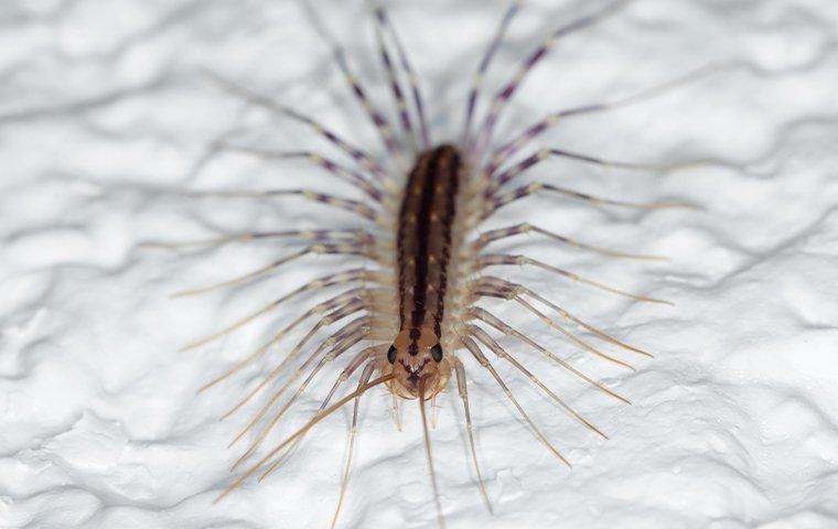 a house centipede crawling on a bathroom shower