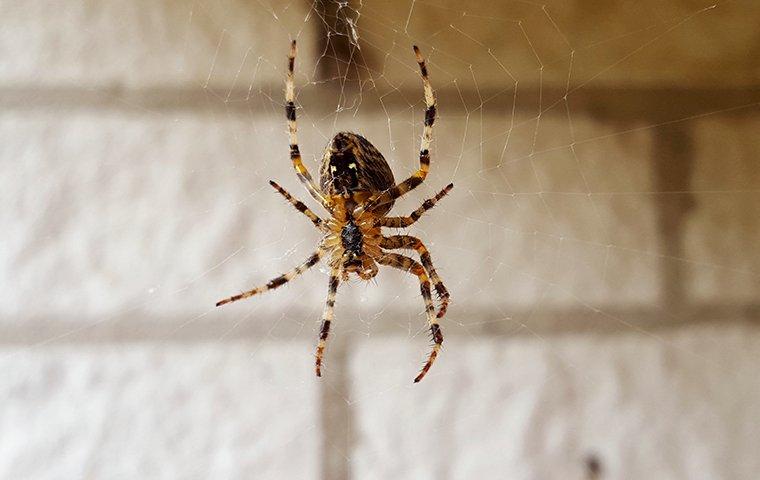 a house spider hanging from its web in a home