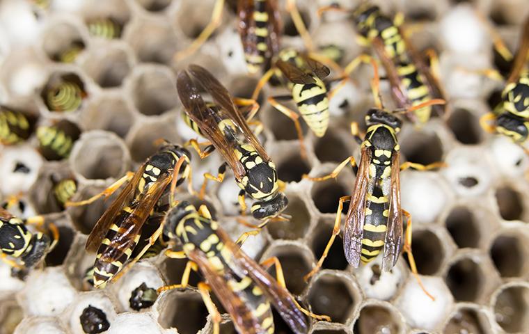 close up of several wasps