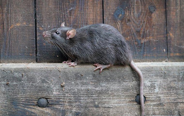 a  norway rat crawling on a fence near a house