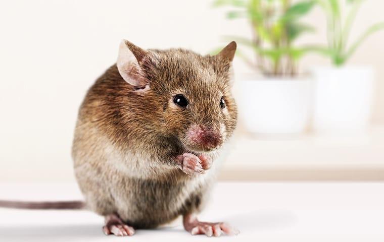 a house mouse feasting on scraps in a dixon illinois kitchen