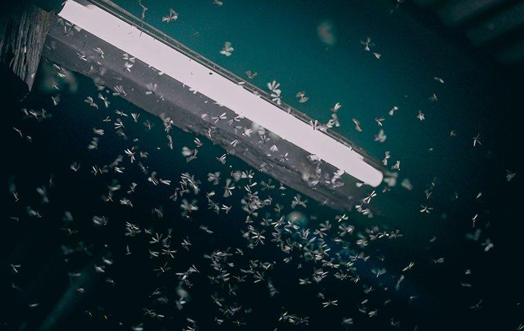 termites swarming around outdoor light at night