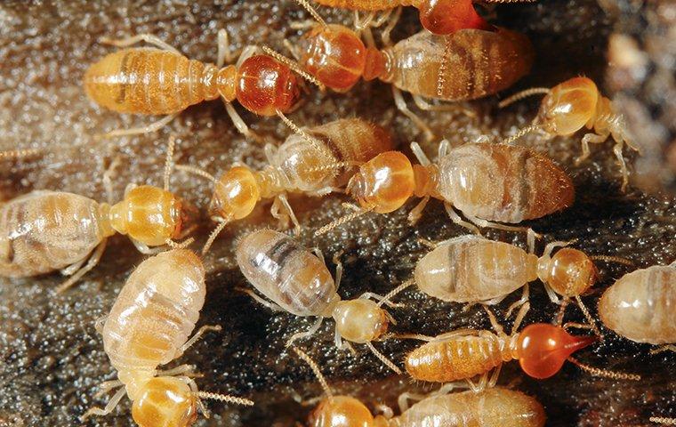 termites chewing on wood