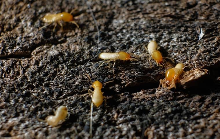 a colony of swarming termites making their home in a dixon illinois residence