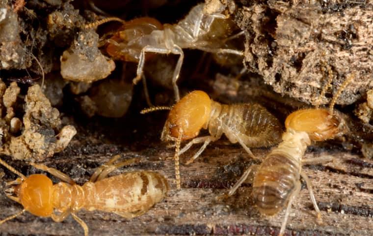 termites eating wood in home
