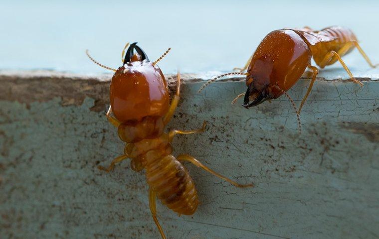 a colony of termites infesting wood