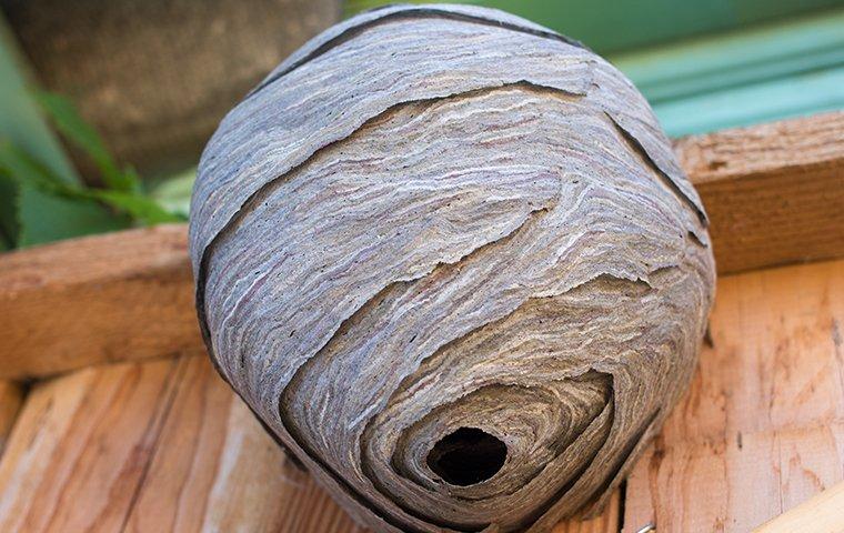 wasp nest on a fence