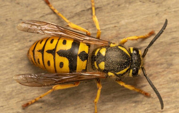 close up of yellow jacket