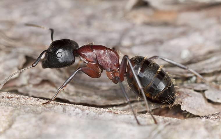 a carpenter ant outside of a home in dixon illinois