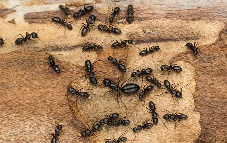 a colony of carpenter ants on damaged wood in dixon illinois