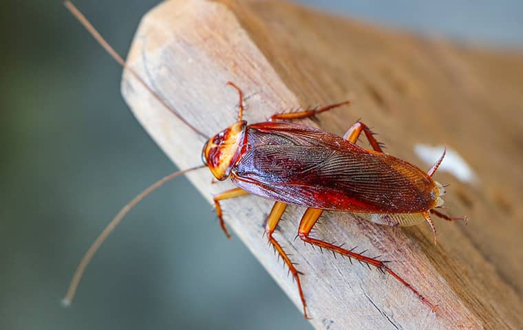 a cockroach on a chair in elgin illinois