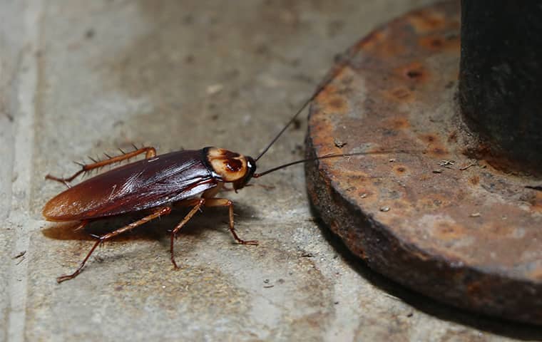 a cockroach inside a bathroom in dekalb illinois