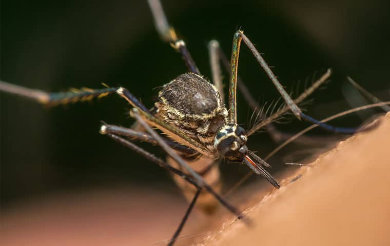 a mosquito biting the neck of a resident of st charles illinois