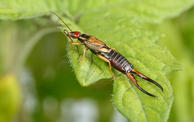 an earwig on a plant outside a home in kingston illinois
