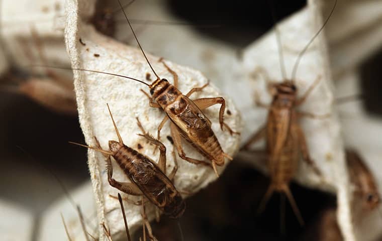 many crickets infesting a home in dixon illinois