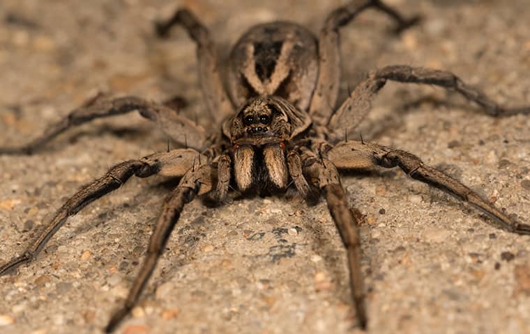 a wolf spider outside of a home in maple park illinois