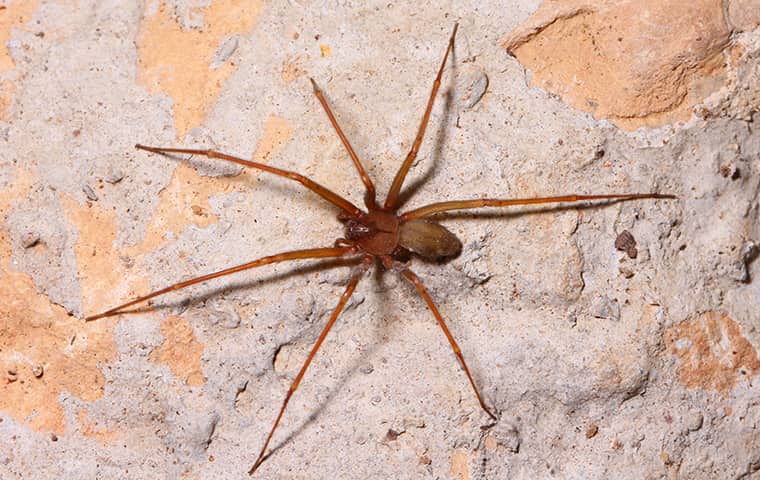 a brown recluse spider at a residence in dekalb illinois