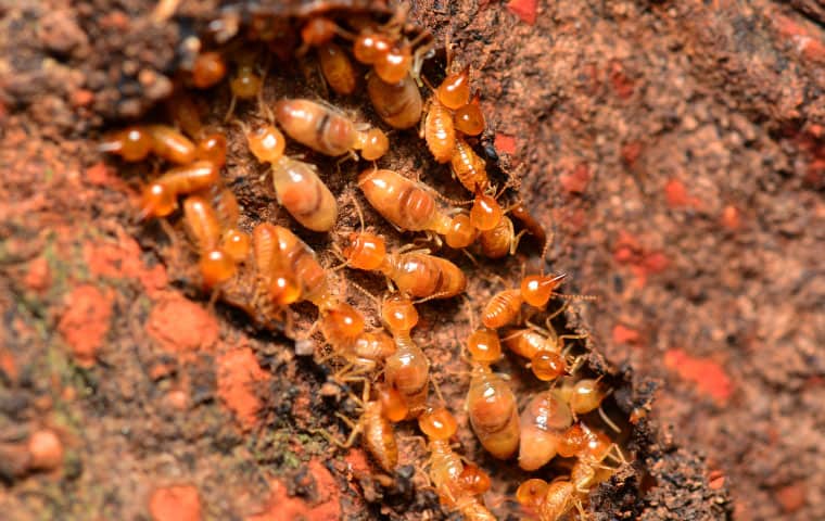 a termite colony crawling on damaged wood in dekalb illinois