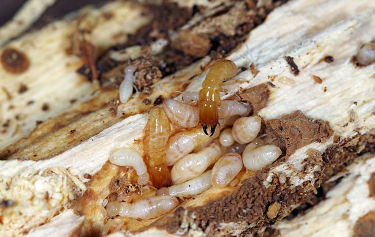 a termite colony crawling on damaged wood in dixon illinois