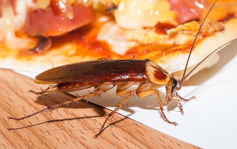 an american cockroach crawling on food in a kitchen