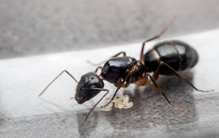an ant on flat surface