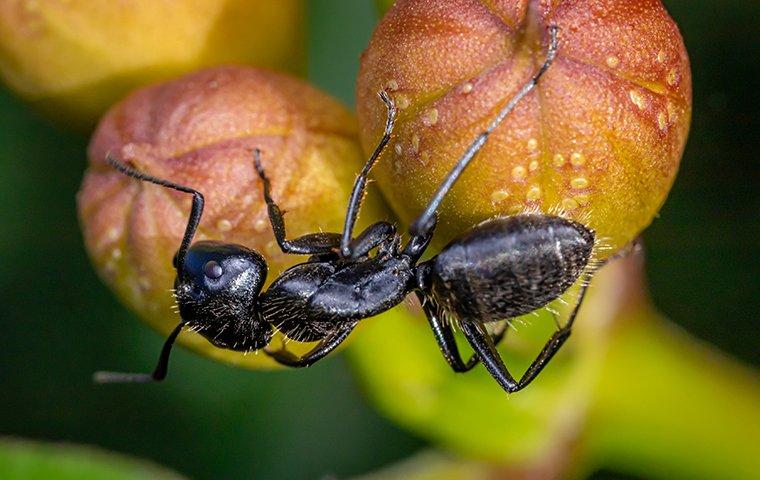 a carpenter ant on a piece of fruit