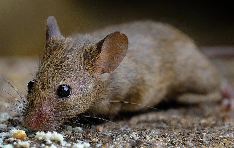 mouse eating food crumbs