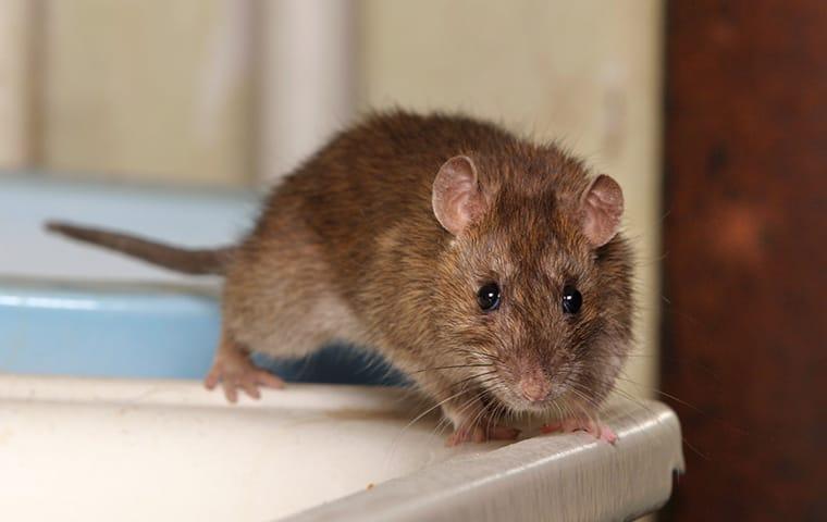 a norway rat crawling on a kitchen counter
