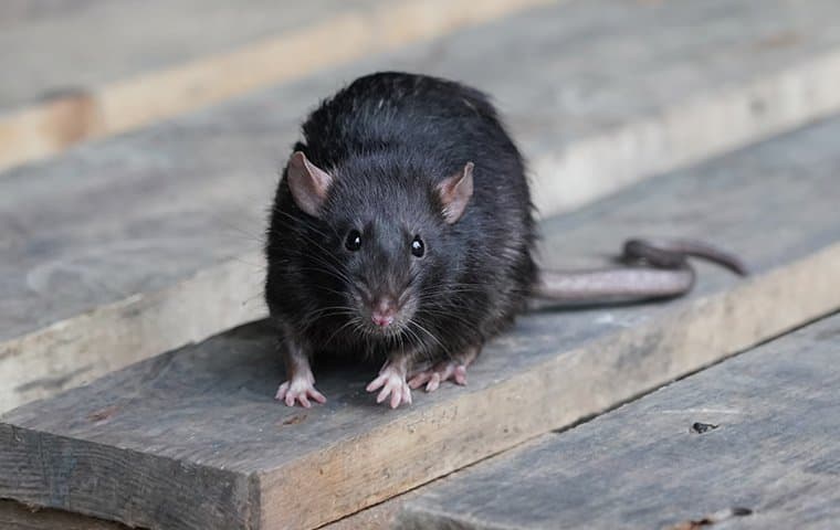 A rat on a porch.