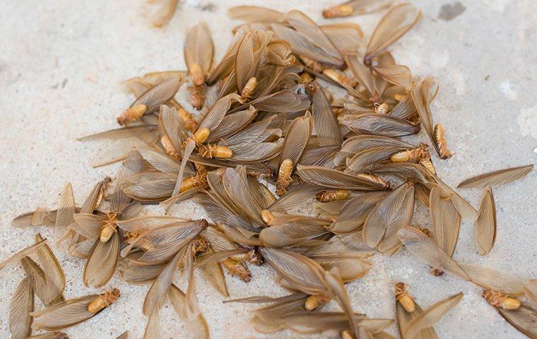 termite swarmers on the ground