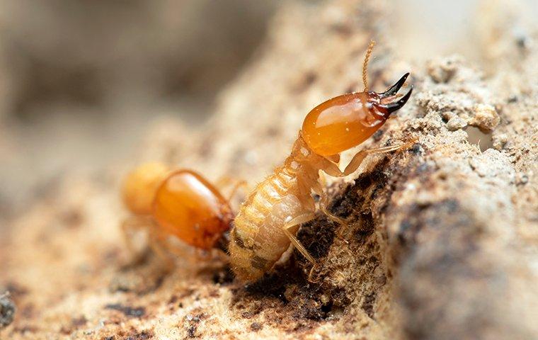 rottenwood termites