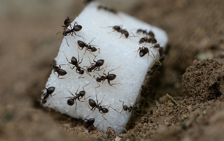 ants eating sugar