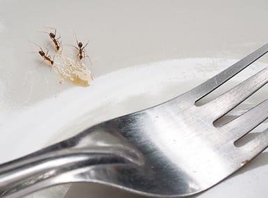 ants in kitchen sink