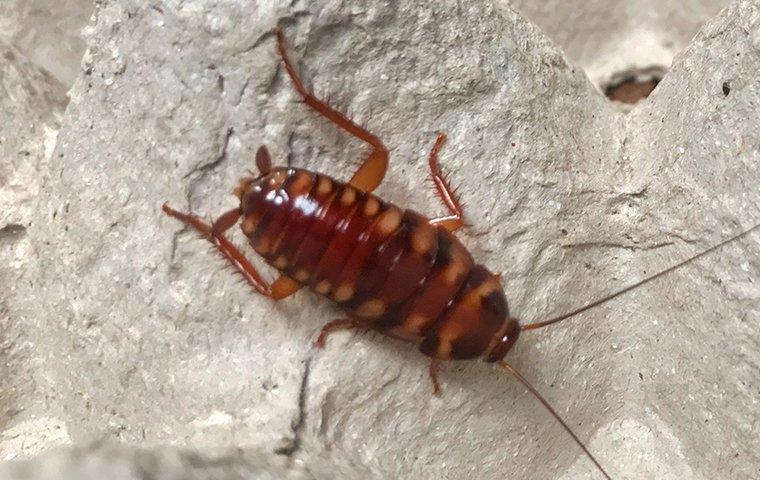 a brown banded cockroach in a egg carton