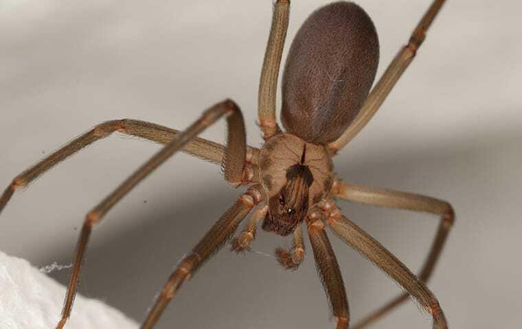 a brown reclue spider hanging in a web