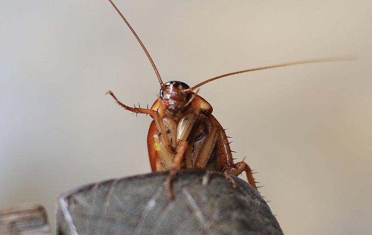 cockroach infesting home