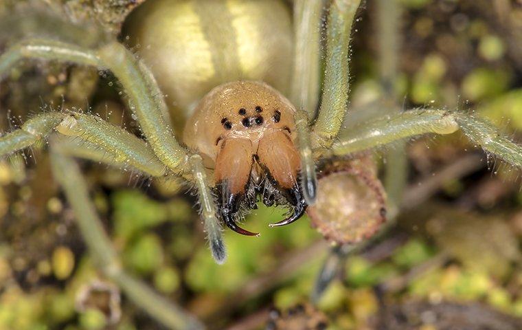 a close up of a spider