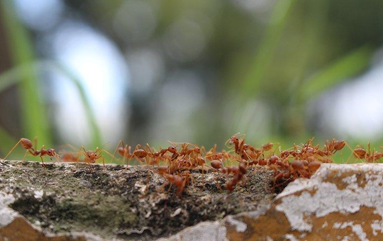 fire ants on a tree limb