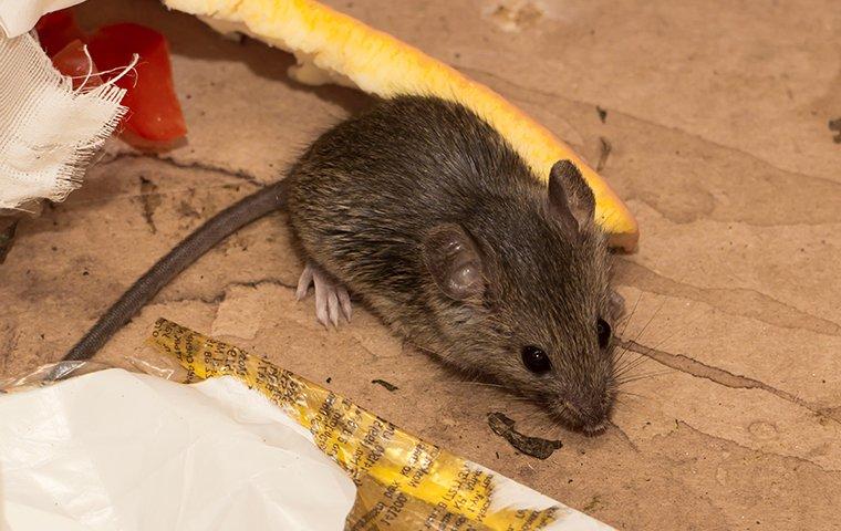 a mouse inside a home crawling in trash and eating food