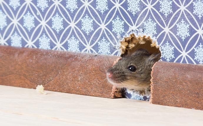 a mouse peaking its head through a hole in a house