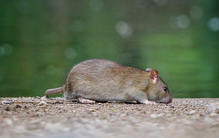 a rat crawling on a gravel path