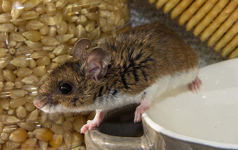 rodent eating seeds